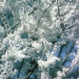 Witte bloemen van de sleedoorn
