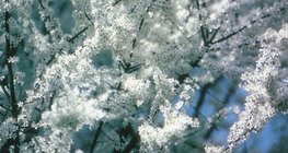 Fleurs blanches du prunellier