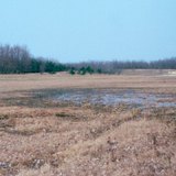 Arbres plantés pour fixer le sable