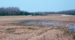 Zum Stoppen von Treibsand gepflanzte Bäume