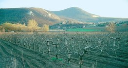 Apfelgarten im Winter