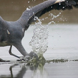 Vissende vogels op het ijs