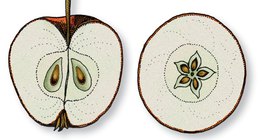 Quer- und Längsschnitte eines Apfels