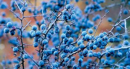 Fruits du prunellier