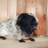 Cavia
