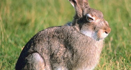 Lapin
