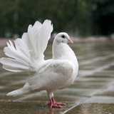 Pigeon blanc