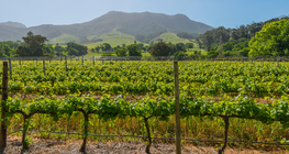 Vignoble en Afrique du Sud