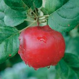 Het fruit van een appelboom