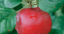 Die Frucht des Apfelbaums