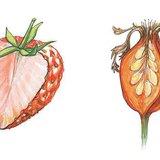 Doorsneden van een aardbei en een rozenbottel