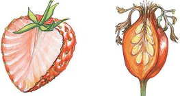 Vues en coupe d'une fraise et d'un gratte-cul