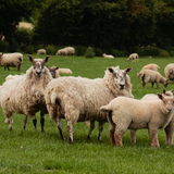 Schapen