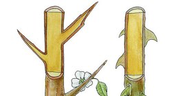Epine d'un arbuste de prunellier, et épines de rose