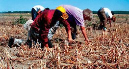 Trockenheit am Zwiebelfeld