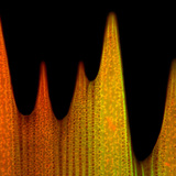 Ultrastructure d'une écaille de papillon