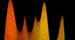 Ultrastruktur der Schuppe eines Schmetterlingsflügels