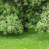 Châtaignier en fleur