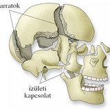 A koponya csontkapcsolatai