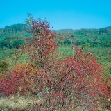 Rose hip bush