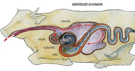 Kérődző gyomor