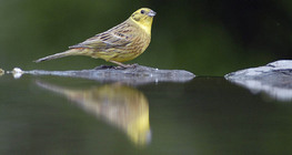 Yellowhammer