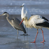 Blauwe reiger, ooievaar en grote zilverreiger