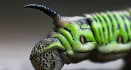 Caterpillar portrait
