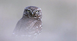 Little owl