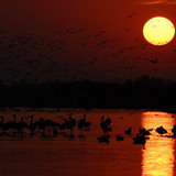 Zonsondergang met watervogels
