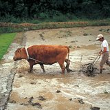 Le processus de la production du riz - 1