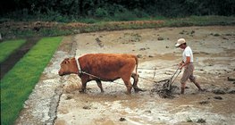 Arbeitsschritte beim Reisanbau - 1