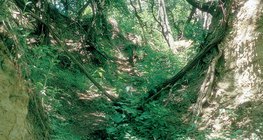 Plateau Loess