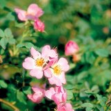 Bloemen van een hondsroos