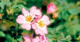 Fleurs d'églantine