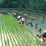 Le processus de la production du riz - 2
