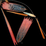 Schalen van vlindervleugels