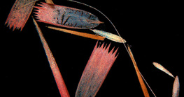 Schuppen auf einem Schmetterlingsflügel