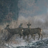 Groep reeën