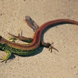 Zandhagedis