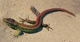 Lézard de sable