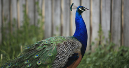Pfau
