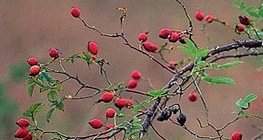 Le gratte-cul est le fruit du rosier sauvage