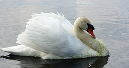 Schwan
