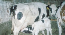 Eine Kuh säugt ihr Kalb