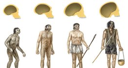 Species of the Homo genus