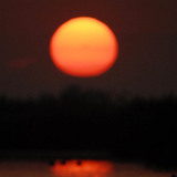 Spatule blanche au coucher de soleil