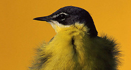 Bergeronnette printanière