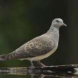European turtle dove