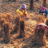 Le processus de la production du riz - 3